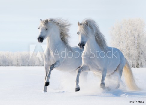 Afbeeldingen van Two white horses gallop on snow field